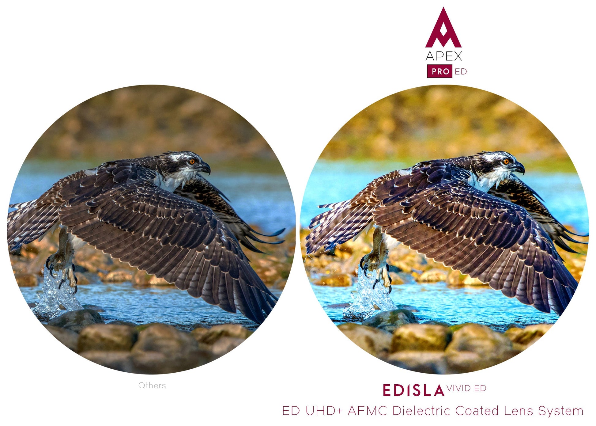EDISLA Apex PRO ED Binocular UHD 8x42 - EDISLA